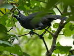 Kokako_0117