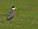 Masked_Plover_9893