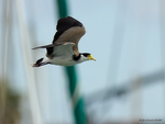 Masked_Plover_9898