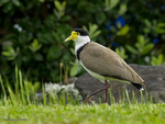 Masked_Plover_9906