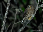 Morepork_5581