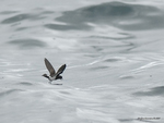 NZ_Storm-Petrel_9468