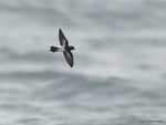 NZ_Storm-Petrel_9472