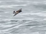 NZ_Storm-Petrel_9522