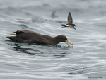 NZ_Storm-Petrel_9523