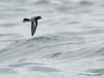 NZ_Storm-Petrel_9529