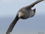 N_Giant_Petrel_1007