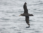 N_Giant_Petrel_1050