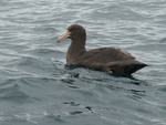 N_Giant_Petrel_5143