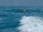 N_Giant_Petrel_5800