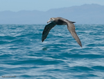 N_Giant_Petrel_5810