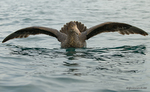 N_Giant_Petrel_6102