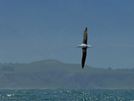 N_Royal_Albatross_1581