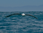 N_Royal_Albatross_5859