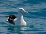 N_Royal_Albatross_5863