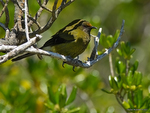 New_Zealand_Bellbird_1436