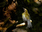 New_Zealand_Bellbird_5711