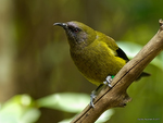 New_Zealand_Bellbird_9947