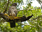 New_Zealand_Falcon_0738