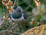 New_Zealand_Pigeon_1187