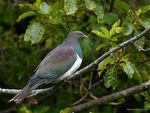 New_Zealand_Pigeon_1209