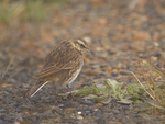 New_Zealand_Pipit_0304