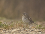New_Zealand_Pipit_0308