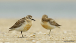 New_Zealand_Plover_8976