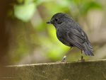 New_Zealand_Robin_0016