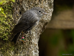 New_Zealand_Robin_0157