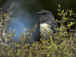 New_Zealand_Robin_0615