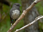 New_Zealand_Robin_5524