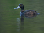 New_Zealand_Scaup_0629