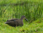 Pacific_Black_Duck_9053