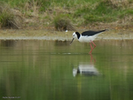 Pied_Stilt_1260