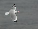 Red-billed_Gull_0439