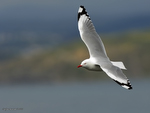 Red-billed_Gull_0465