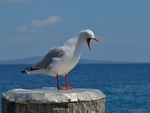 Red-billed_Gull_5285