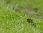 Red-fronted_Parakeet_0177