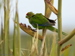 Red-fronted_Parakeet_0240