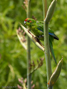Red-fronted_Parakeet_9979