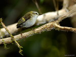 Rifleman_0634