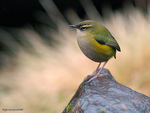 Rock_Wren_0647