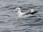 S_Royal_Albatross_0982