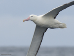 S_Royal_Albatross_1013