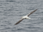 S_Royal_Albatross_1015