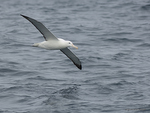 S_Royal_Albatross_1025
