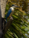 Sacred_Kingfisher_0255