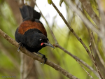 Saddleback_0188