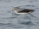 Salvin's_Albatross_0971